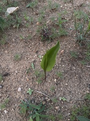 Ophioglossum polyphyllum