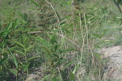 Aframomum alboviolaceum