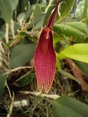 Restrepia