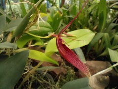 Restrepia