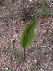 Ophioglossum polyphyllum