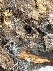 Steatoda grossa