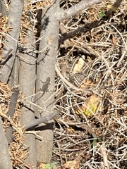 Sceloporus occidentalis