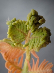 Osmunda spectabilis