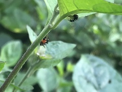 Cyphonia trifida