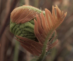 Osmunda spectabilis