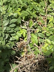 Sceloporus occidentalis