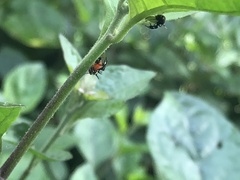 Cyphonia trifida