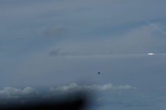 Circaetus pectoralis