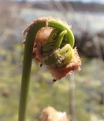 Osmunda spectabilis