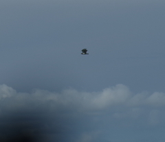 Circaetus pectoralis