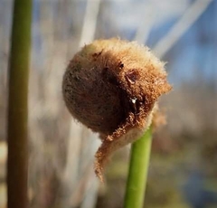 Osmunda spectabilis