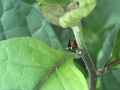 Cyphonia trifida