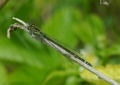 Coenagrion