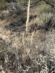 Enneapogon cenchroides