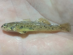 Etheostoma nigrum
