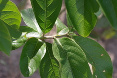 Rubiaceae