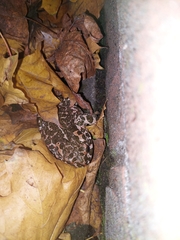 Bufotes viridis balearicus