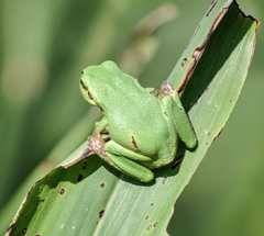 Hyla intermedia perrini