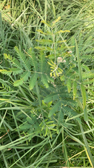 Desmanthus illinoensis