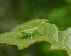Tettigonia