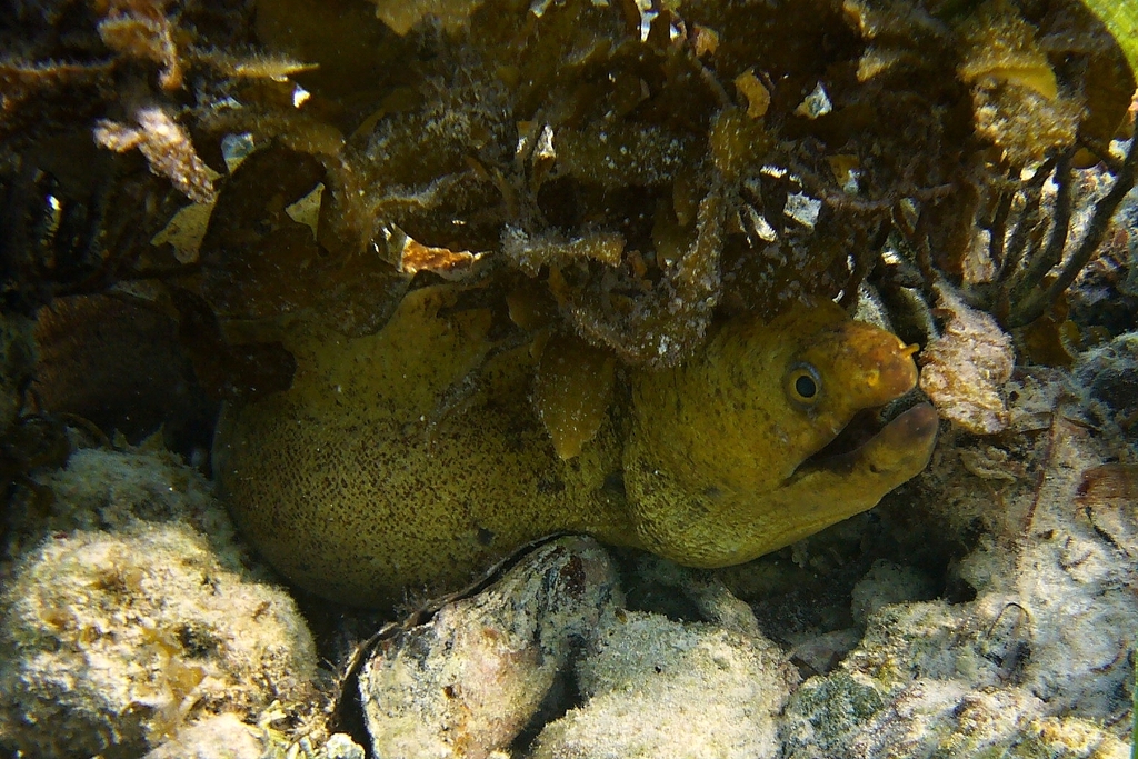 Barred moray