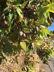 Eucalypteae