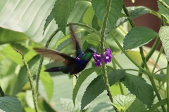 Thalurania furcata