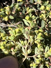 Euphorbia ocellata ocellata