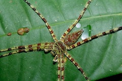 Heteropoda boiei