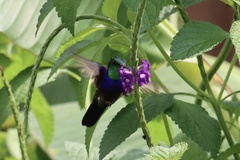 Thalurania furcata