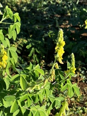 Crotalaria pallida