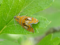 Olethreutes arcuella