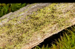 Chaenotheca chrysocephala