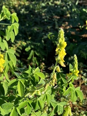 Crotalaria pallida