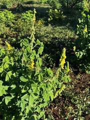 Crotalaria pallida