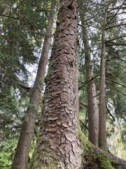Picea sitchensis