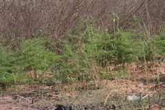 Pteridium centrali-africanum