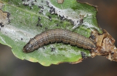 Phycita diaphana