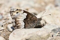Hipparchia alcyone