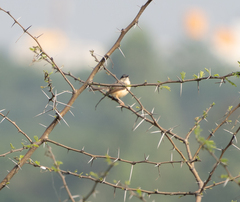 Prinia socialis