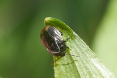 Legnotus limbosus