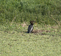 Anhinga melanogaster