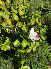 Hibiscus arnottianus