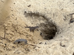 Sceloporus woodi