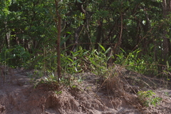 Aframomum alboviolaceum