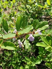 Vitex harveyana