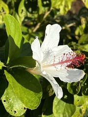 Hibiscus arnottianus