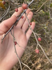 Elaeagnus