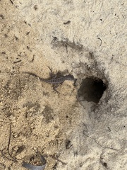 Sceloporus woodi